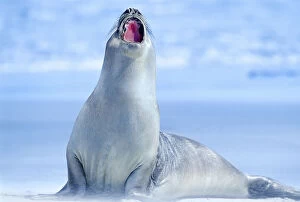 Aquatic Gallery: Elephant seal (Mirounga leonina) roaring, Sea Lion Island, Falkland Islands, South