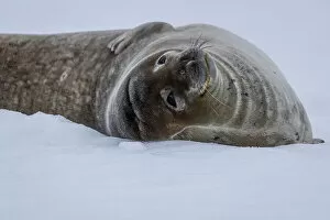 Elephant seal on snow covered beach, Half Moon Island, South Shetland Islands, Antarctica