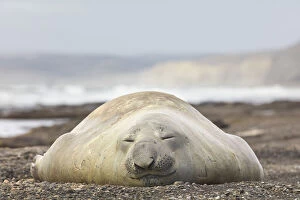 Argentina Gallery: An elephant seal young male lying on the Playa Escondida beach, Chubut, Patagonia, Argentina