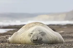 Patagonia Prints: An elephant seal young male lying on the Playa Escondida beach