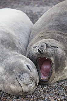 Puerto Madryn Prints: Detail of elephant seals lying on the beach of Punta Ninfas, Chubut, Patagonia, Argentina
