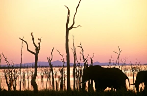 African Elephants Gallery: Elephant on shore of Lake Kariba