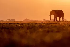 Images Dated 17th June 2020: Elephant silhouette, Chobe River, Chobe National Park, Botswana