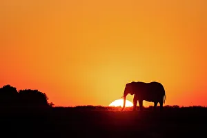 Elephant Silhouette, Chobe River, Botswana