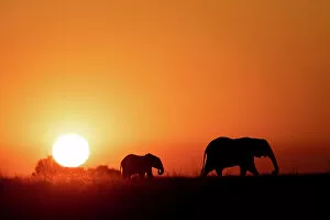 Images Dated 16th September 2022: Elephant Silhouette, Chobe River, Botswana