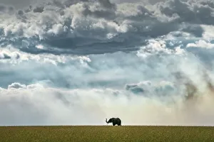 Silhouette Prints: Elephant silhouette in the Maasai Mara, Kenya