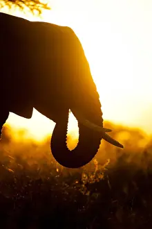 Tarangire Prints: Elephant silhouette at sunset, Tarangire national park