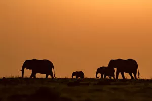 Dust Gallery: Elephant silhouettes, Chobe River, Chobe National Park, Botswana