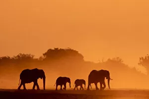 Images Dated 17th June 2020: Elephant silhouettes, Chobe River, Chobe National Park, Botswana