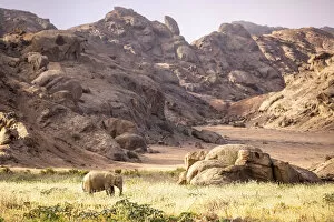 Images Dated 29th June 2022: Elephant, Skeleton Coast National Park, Namibia