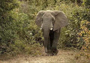 Zambia Prints: Elephant, South Luangwa National Park, Zambia