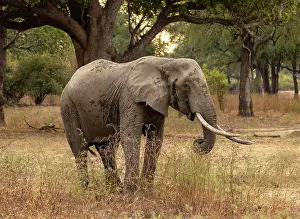 Zambia Prints: Elephant, South Luangwa National Park, Zambia