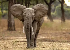 Zambia Prints: Elephant, South Luangwa National Park, Zambia