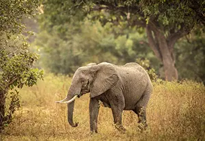 Zambia Prints: Elephant, South Luangwa National Park, Zambia