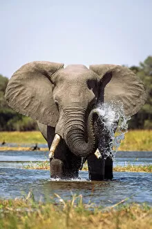 Images Dated 11th July 2022: Elephant spraying water, Okavango Delta, Botswana
