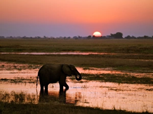 An elephant at sunset on the Chobe River