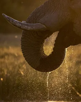 African Elephant Gallery: Elephant trunk drinking, Okavango Delta, Botswana