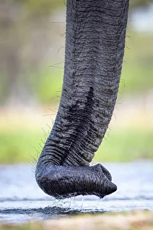 Trunk Prints: Elephant trunk at the water, Okavango Delta, Botswana