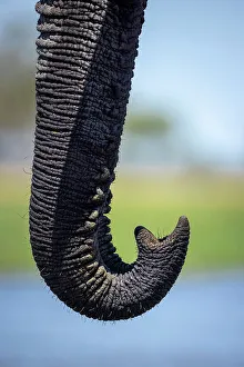 Trunk Prints: Elephant trunk at the water, Okavango Delta, Botswana
