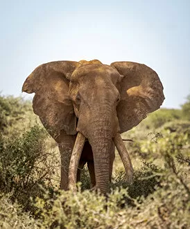 African Elephant Gallery: Elephant Tusker, Amboseli Region, Kenya