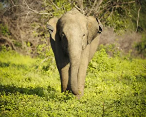 Asian Elephant Prints: Elephant in Uda Walawe National Park, Uva Province, Sri Lanka, Asia