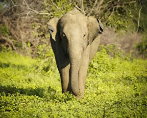 Images Dated 28th March 2019: Elephant in Uda Walawe National Park, Uva Province, Sri Lanka, Asia