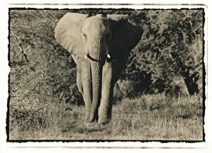 Elephant walking towards camera in African bush, Tanzania