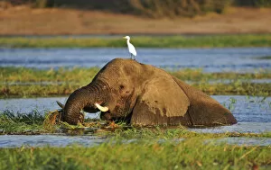 Images Dated 16th November 2012: Elephant walking through Chobe River, Chobe National Park, near the town of Kasane