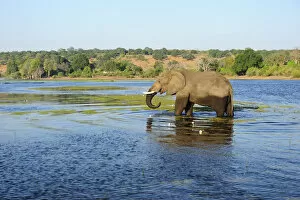 Images Dated 16th November 2012: Elephant walking through Chobe River, Chobe National Park, near the town of Kasane