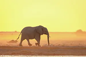 Dust Prints: Elephant walking in a dusty golden sunset at a waterhole, Nxai Pan National Park, Botswana