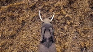 Mammal Collection: Elephant walking through grass from above, Okavango Delta, Botswana