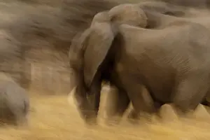 Paul Joynson Hicks Prints: Elephant walking in Tarangire National Park, Tanzania