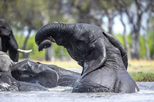 Playing Prints: Elephant in the water, Okavango Delta, Botswana
