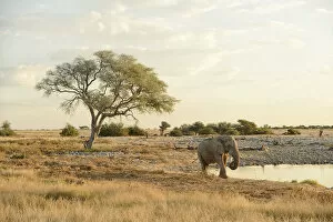 Images Dated 7th December 2012: Elephant at waterhole, Etosha National parrk, Namibia, Africa