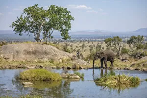 Images Dated 11th November 2020: Elephant at a watering hole, Four Seasons Safari Lodge, Serengeti