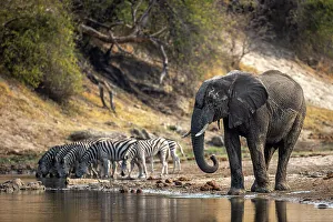 Kalahari Prints: Elephant and zebra drinking, Boteti River, Botswana