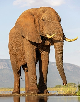 Elephants Prints: Elephant, Zimanga Private Game Reserve, Natal, South Africa