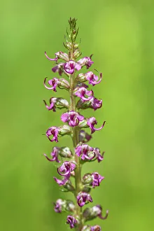 Images Dated 20th April 2023: Elephanthead lousewort (Pedicularis groenlandica). Sunshine Meadows