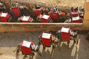 Amer Prints: Elephants at the Amber Fort in the city of Jaipur, Rajasthan, India