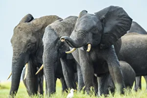 Elephants, Chobe Nat Pk, Botswana, Africa