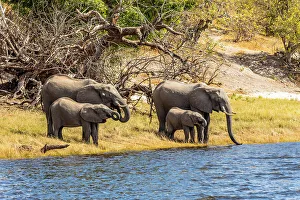 Elephants, Chobe National Park, Botswana, Africa