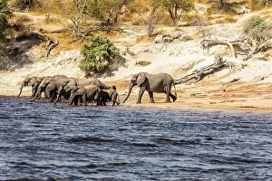 Elephants, Chobe National Park, Botswana, Africa