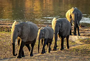 Crossing Prints: Elephants crossing the Luangwa River, South Luangwa National Park, Zambia
