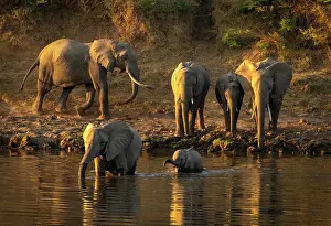Crossing Prints: Elephants crossing the Luangwa River, South Luangwa National Park, Zambia