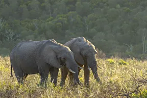 Natural World Prints: Elephants at dawn, Botlierskop Private Game Reserve, Western Cape, South Africa