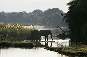 Zambezi River Gallery: Elephants drink from the channel outside camp