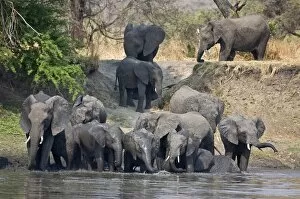 Images Dated 20th September 2008: Elephants drink and cool off in the Katuma River