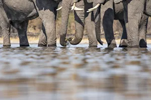Elephants drinking, Okavango Delta, Botswana