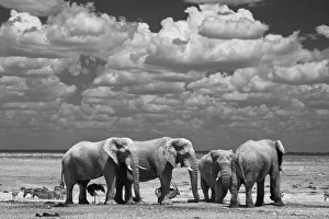 Elephants in the Etosha National Park in Namibia, Africa