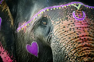 Artistic Gallery: Elephants eye. Sonepur Mela, India